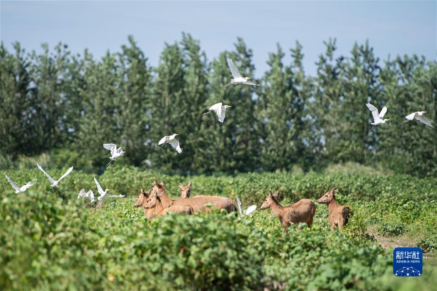 (新華全媒頭條·聚焦生物多樣性大會·圖文互動)(9)攜手同行,開啟人類高質量發展新征程——習近平主席在《生物多樣性公約》第十五次締約方大會領導人峰會上的主旨講話解讀